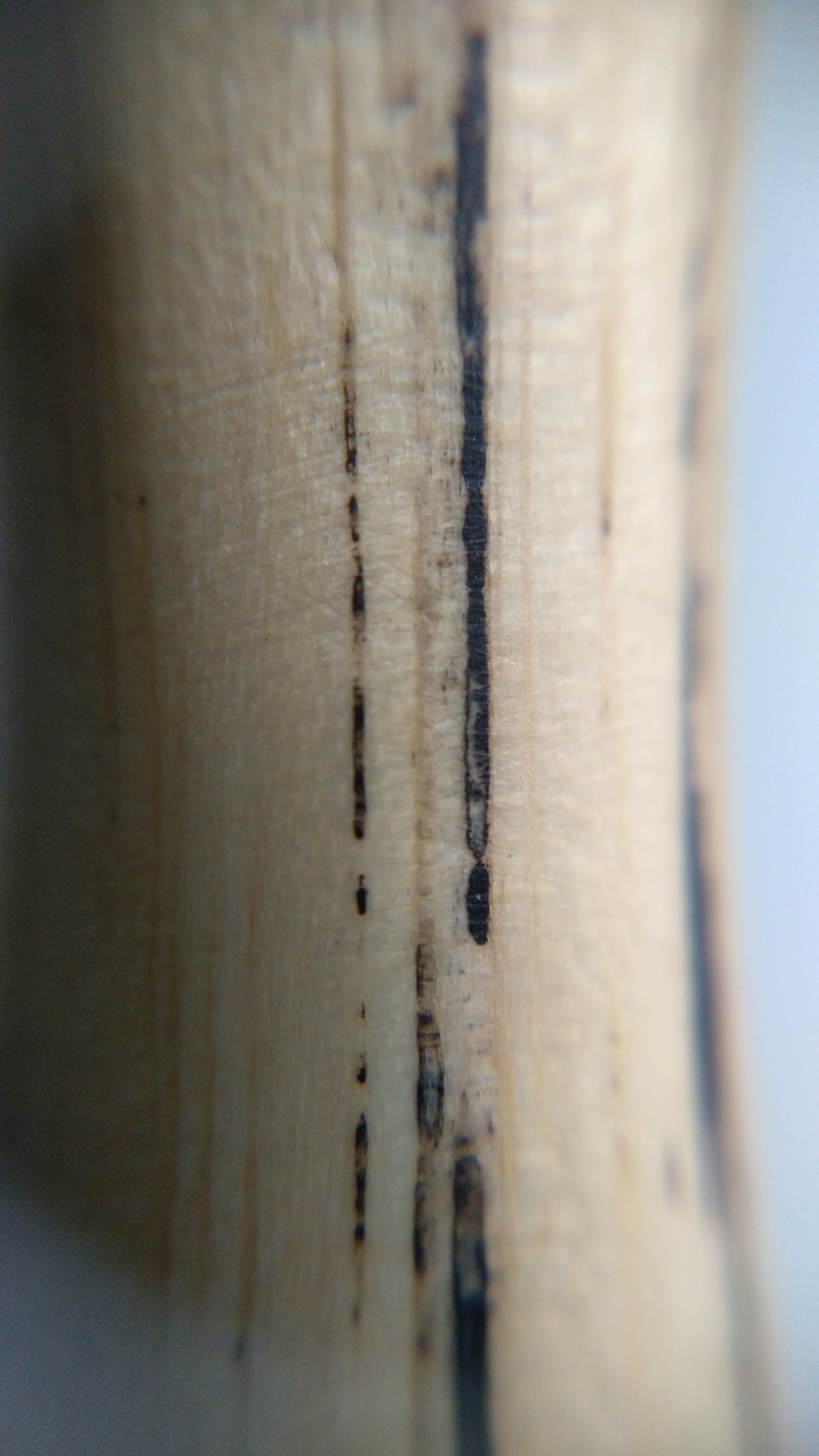Grain filled ash snooker cue, macro photograph